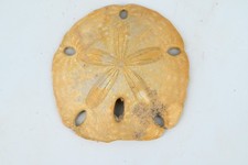 Oursin fossile Encope