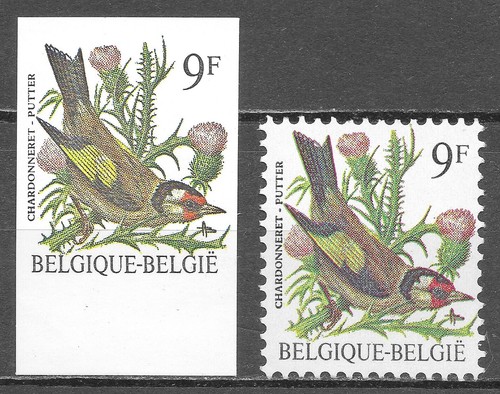 Belgique oiseaux chardonneret - oiseaux,