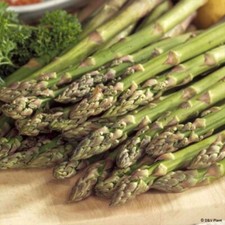 Lot De 25 Graines Asperges Verte Mary Washington , Semences Graines Seed