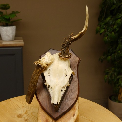 Bois cerf abnormal trophée - abnormal,
