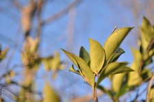 Objectif Contax Carl Zeiss