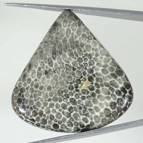 40cts corail fossile - 48.40cts,