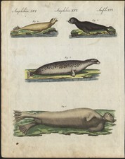 1802 Gravure originale