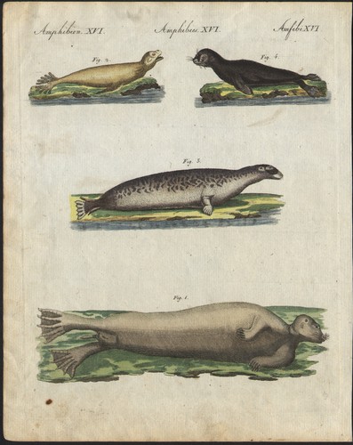 1802 gravure originale - gravure,