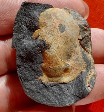 HYPOSTOME DE TRILOBITE 