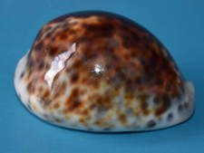 SEA SHELL - COQUILLAGES -