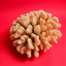 Corail blanc datant des