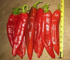 NUMEX BIG JIM, 25 graines de piment + HOMMAGE