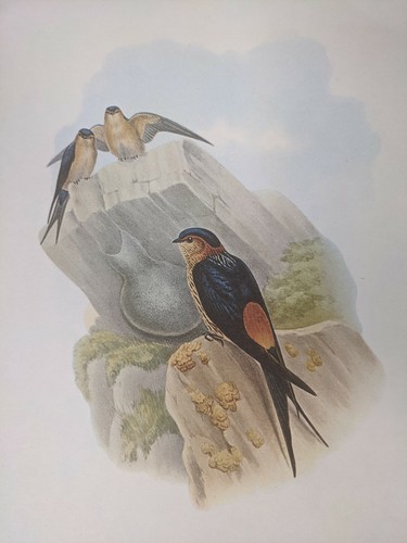 1969 oiseau imprimé rouge - imprimé,