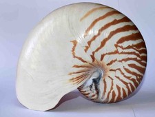 SEA SHELL - COQUILLAGES -
