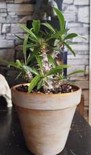 Pachypodium Densiflorum/ Caudex rare / Pachycaule/ Succulentes/ Xerophyte