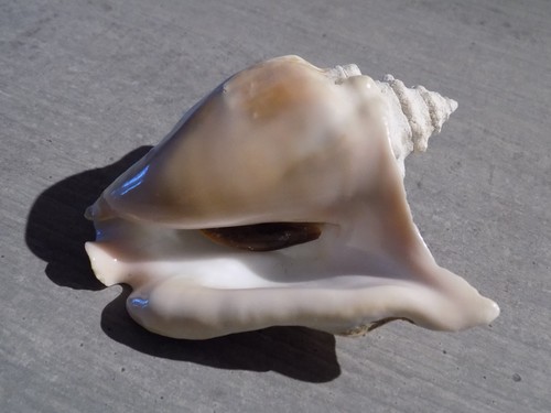 Coquillage new strombidae - new,