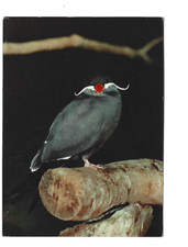 OISEAUX  EXOTIQUES  INCA TERN