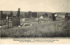 COTE D'OR  CHAMESSON SUR SEINE   Elevage de la roseraie