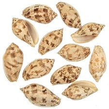 Coquillages harpulina lapponica - 6 à 8 cm - Lot de 3