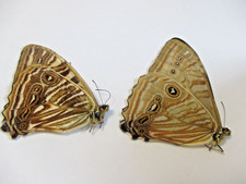 Entomologie Morphinae Morpho