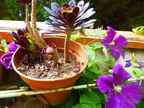 Lot sans pot plante - =sans,