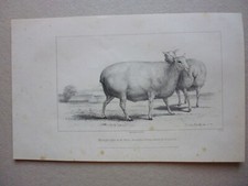 Gravure noir et blanc19°:Mammifères:Moutons 22mois,Brebis et ses agneaux ,Belier