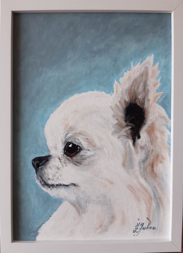 Chihuahua aux cheveux longs