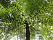 100 spores de FOUGERE ARBORESCENTE(Cyathea Australis)G799 ROUGH TREE FERN SEEDS