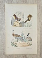 Lithographie ancienne Buffon
