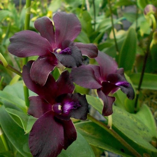 Dendrobium black pearl - black,
