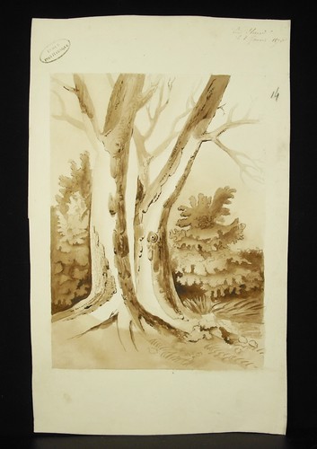 Sign louis plivard arbre - louis, un