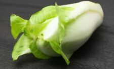 graines de CHICORÉE PAIN DE