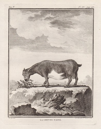 Ziegen nain zwergziege chèvre - nain,