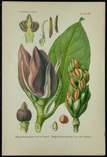 1898ca - Magnolia Pourpre -