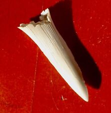 DENT DE REQUIN FOSSILE DU CRÉTACÉ DU MAROC