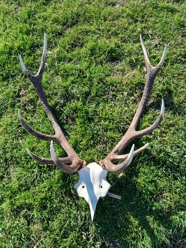Massacre cerf cors - massacre,