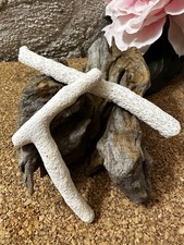 corail blanc 2 Morceaux