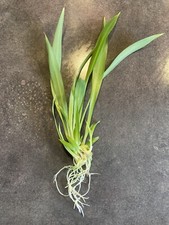 Bouture chlorophytum plante - bouture,