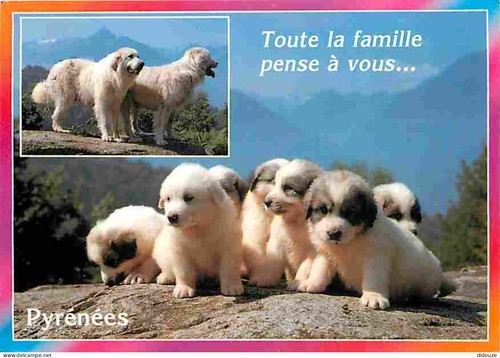 Carte postale animaux - -,