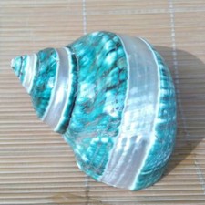 Ornement De Coquillage Turban