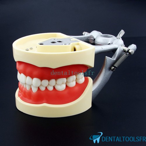 Dentaire typodont pratique - dentaire,