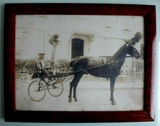 Ancienne grande photo cheval
