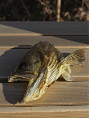 Tête brochet naturalisée - tête,