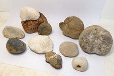 Lot Box 10 Fossiles Collection  mollusque coquillage trilobite ammonite oursin