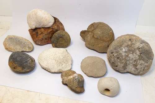 Lot box fossiles - 10,