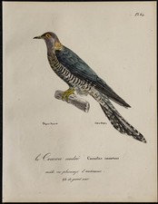 1830 - Coucou gris -