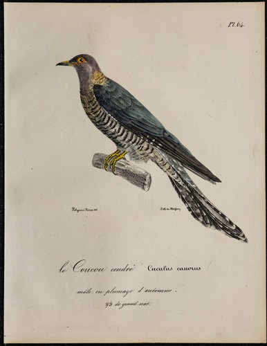 1830 coucou gris - -,