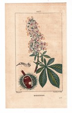 Planche Botanique XIX