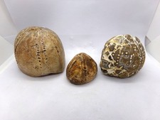 Lot de 3 oursins fossiles du