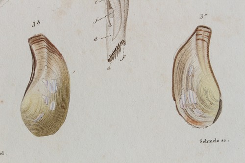 Molluscs engraving animal - engraving,