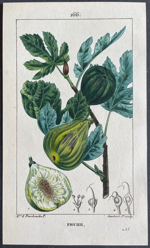 Flore médicale figuier - médicale,