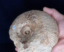 Ammonite   N°238 18cm