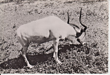 ADDAX - Carte postale avec