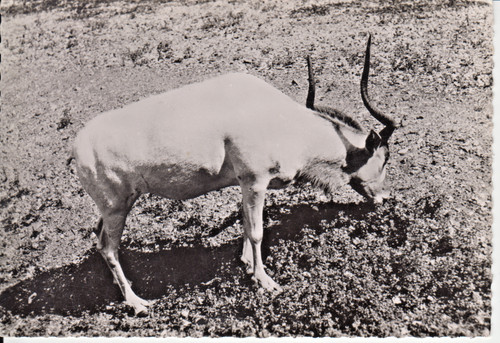Addax carte postale avec - -,
